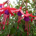 Fuchsia magellanica 'Riccartonii' - 