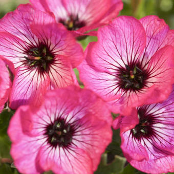 Geranium cinereum 'Jolly Jewel Hot Pink'