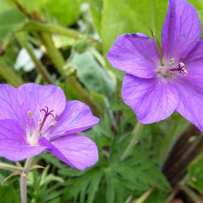 Geranium clarkei 'Kashmir Purple' - 