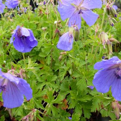 Geranium himalayense 'Irish Blue' - 