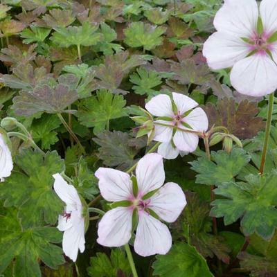 Geranium 'Coombland White' - Geranium 'Coombland White'