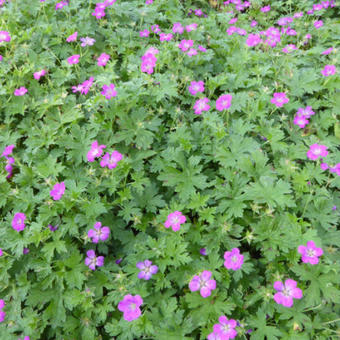 Geranium 'Orkney Pink'