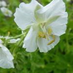 Geranium phaeum 'Album' - BEC DE GRUE  , GÉRANIUM LIVIDE