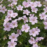 Geranium sanguineum 'Pink Pouffe' - 
