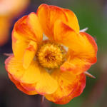 Geum COCKTAIL 'Spanish Fly' - 