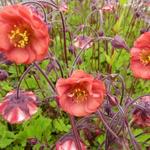 Geum rivale 'Flames of Passion' - 