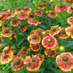 Helenium 'Can Can' - 