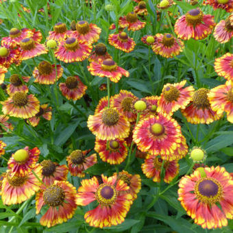 Helenium 'Can Can'