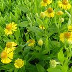 Helenium 'Gold Doubloons' - 