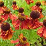 Helenium 'Moerheim Beauty' - Helenium 'Moerheim Beauty'