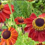 Helenium 'Red Army' - Helenium 'Red Army'