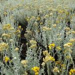 Helichrysum italicum - 