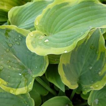 Hosta 'Bold Out of the Blue'