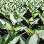 Hosta 'Fire and Ice' - 