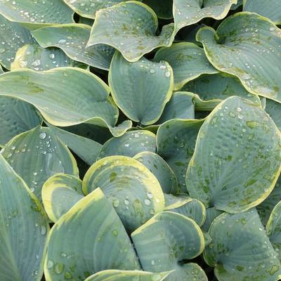 Hosta 'Frosted Dimples' - 