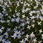 Houstonia caerulea 'Milliard's Variety' - 