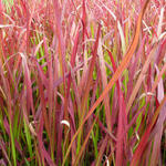 Imperata cylindrica 'Red Baron' - Imperata cylindrica 'Red Baron'