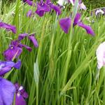 Japanische Sumpf-Schwertlilie - Iris ensata