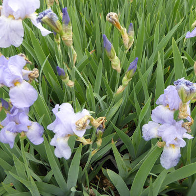 Iris germanica 'Babbeling Brook' - Iris germanica 'Babbeling Brook'