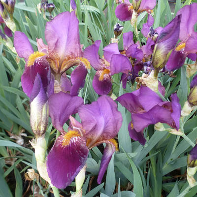 Iris germanica 'Caliente' - 