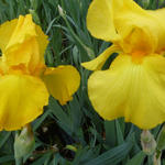 Iris germanica 'Ola Kala' - 