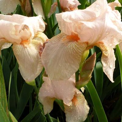 Iris germanica 'Pink Horizon' - 