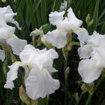 Iris germanica 'White Knight' - 