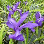 Iris laevigata - Asiatische Sumpf-Schwertlilie