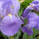 Iris pallida - Bleiche Schwertlilie
