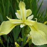 Iris pseudacorus 'Bastardii' - 