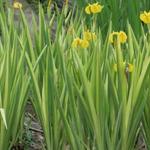 Iris pseudacorus ' Variegata' - Iris pseudacorus ' Variegata'