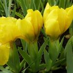 Iris pumila 'Brassie' - Iris pumila 'Brassie'
