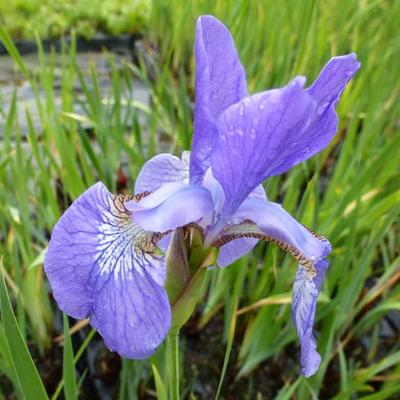 Borsten-Schwertlilie - Iris setosa