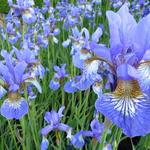 Iris sibirica 'Persimmon' - 