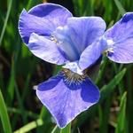 Iris sibirica 'Silver Edge' - Iris sibirica 'Silver Edge'