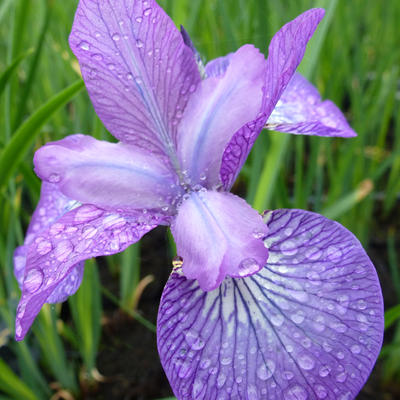 Iris sibirica 'Sparkling Rose' - Iris sibirica 'Sparkling Rose'