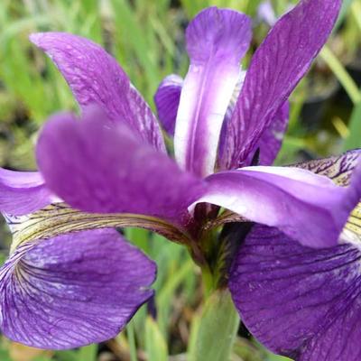 Iris versicolor 'Kermesina' - 