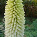 Kniphofia 'Ice Queen' - Kniphofia 'Ice Queen'