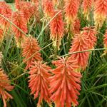 Kniphofia 'Redhot Popsicle' - 