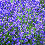 Lavandula angustifolia 'Dwarf Blue' - Lavandula angustifolia 'Dwarf Blue' - Lavandula angustifolia 'Dwarf Blue'