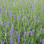 Lavandula angustifolia 'Essence Purple' - 