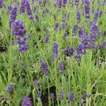 Lavandula angustifolia 'Twickel Purple' - 