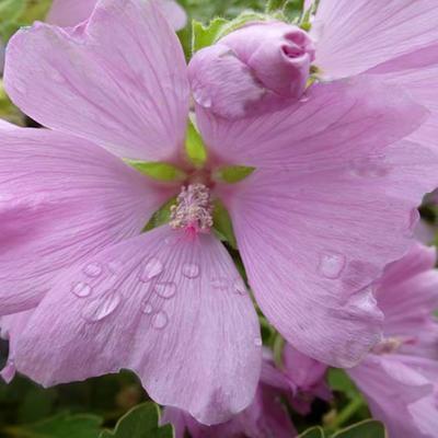 Lavatera x clementii 'Candy Floss' - 