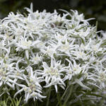 Leontopodium alpinum 'Blossom of Snow' - Leontopodium alpinum 'Blossom of Snow'
