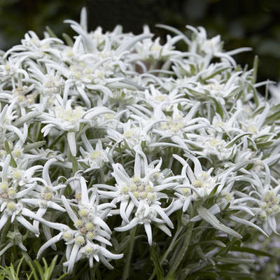 Leontopodium alpinum 'Blossom of Snow' - 