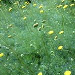 Leptinella hispida - 