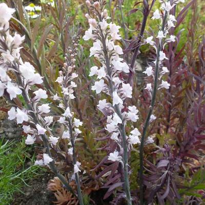Linaria purpurea 'Canon J. Went' - 