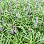 Liriope muscari 'Lilac Wonder' - 