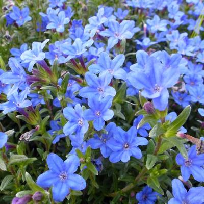Lithodora diffusa 'Heavenly Blue' - 