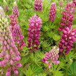 Lupinus 'GALLERY Red' - Lupinus 'Gallery Red'